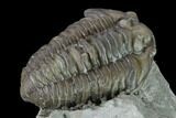 Flexicalymene Trilobite - Mt Orab, Ohio #133908-5